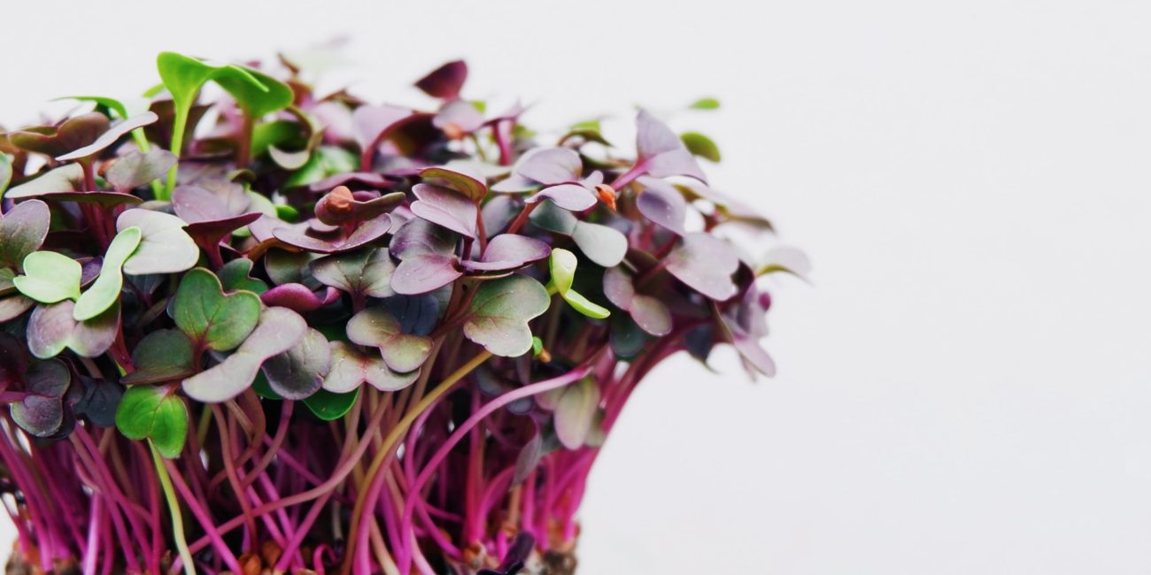 benefícios das sementes germinadas