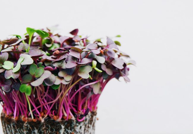 benefícios das sementes germinadas