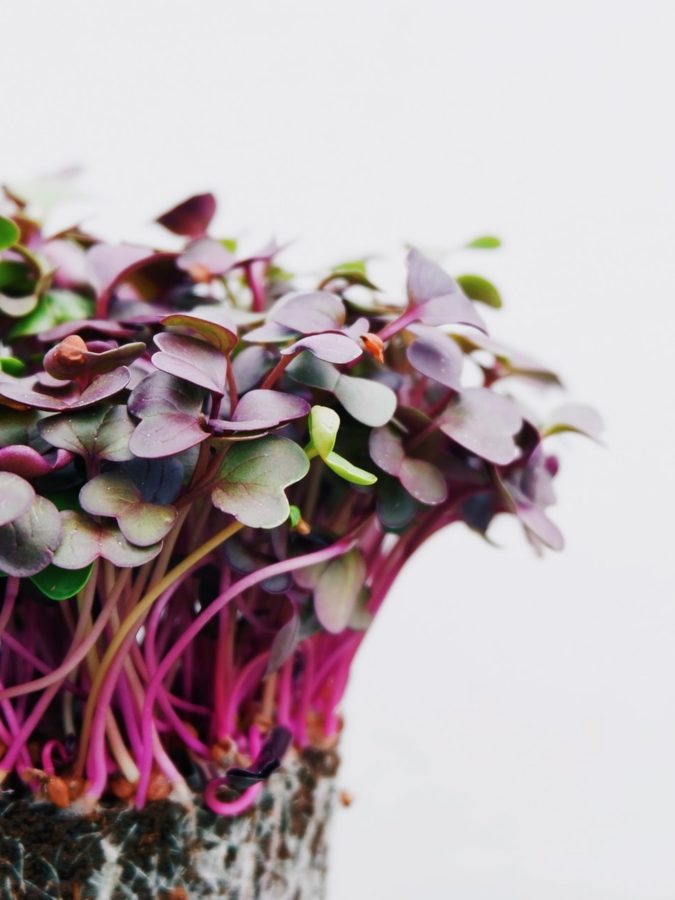 benefícios das sementes germinadas