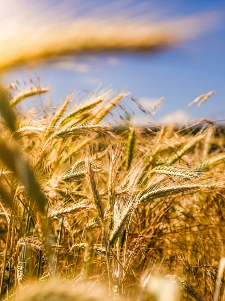 raphael-rychetsky-li9JfUHQfOY-unsplash